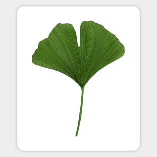 Ginkgo Leaf Sticker